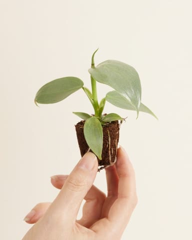Baby Philodendron Hastatum Silver Sword