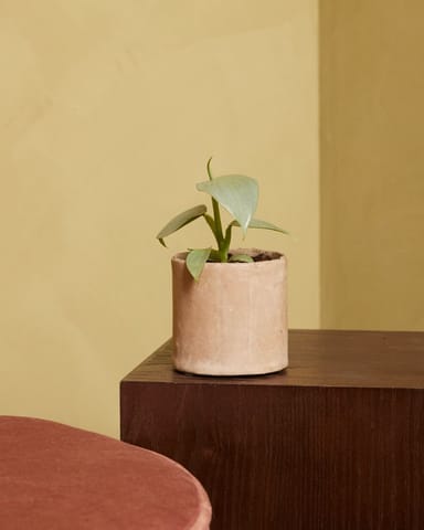 Baby Philodendron Hastatum Silver Sword
