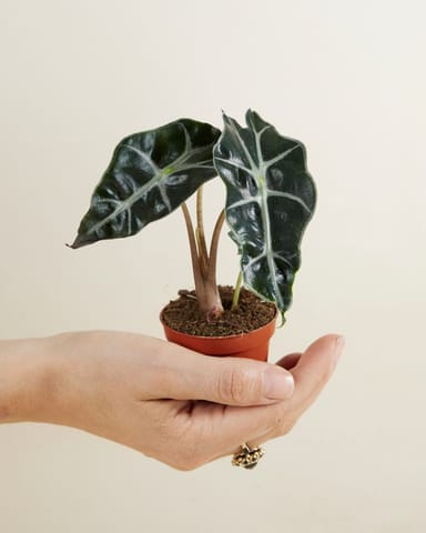 Baby Alocasia Olifantsoor Polly