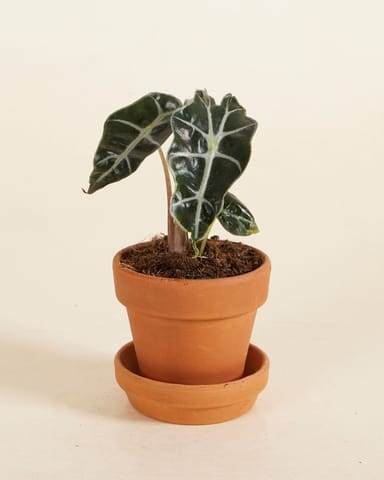 Baby Alocasia Olifantsoor Polly