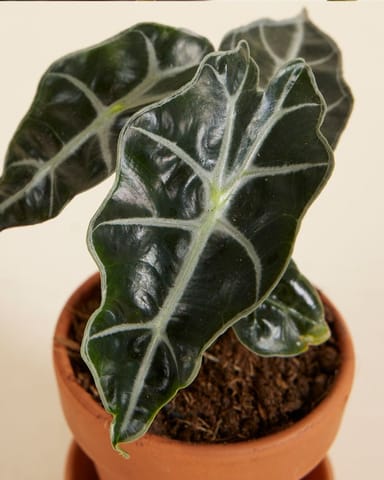 Baby Alocasia Olifantsoor Polly