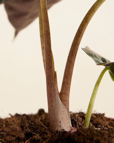 Baby Alocasia Olifantsoor Polly