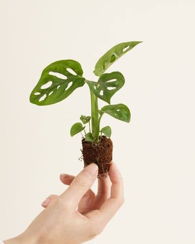 Baby Monstera Adansonii Pianta del pane americana Monkey Mask