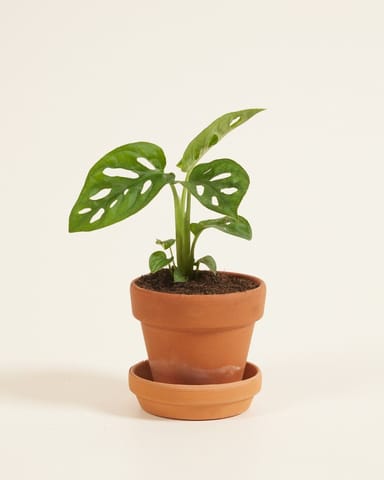 Baby Monstera Adansonii Pianta del pane americana Monkey Mask