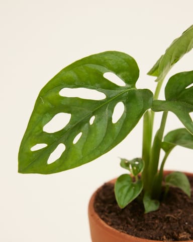 Baby Monstera Adansonii Pianta del pane americana Monkey Mask