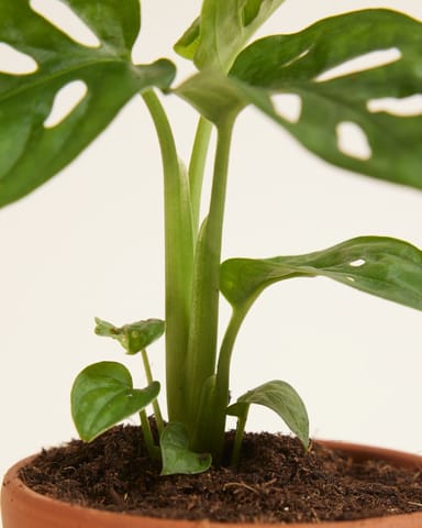 Baby Monstera Adansonii Pianta del pane americana Monkey Mask