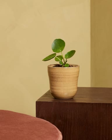 Baby Pilea Peperomioides Pancake plant Chinese Money Plant