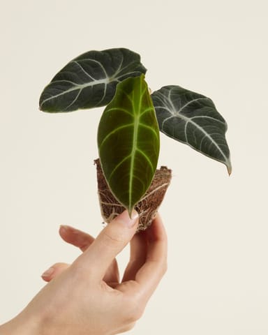Bébé Alocasia Oreille d'éléphant Black Velvet