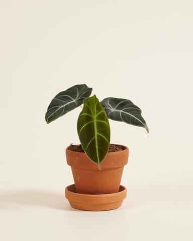 Bébé Alocasia Oreille d'éléphant Black Velvet