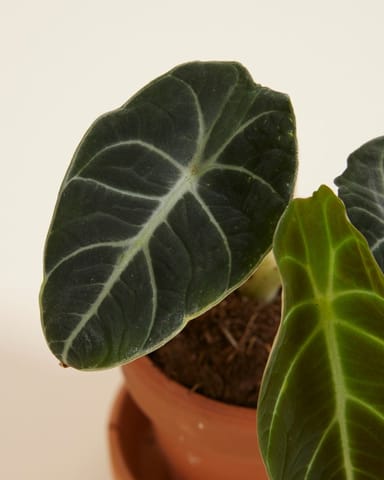 Bébé Alocasia Oreille d'éléphant Black Velvet