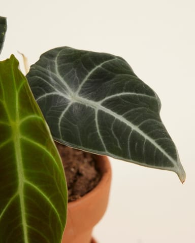 Bébé Alocasia Oreille d'éléphant Black Velvet