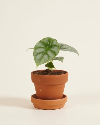 Baby Alocasia Olifantsoor Silver Dragon