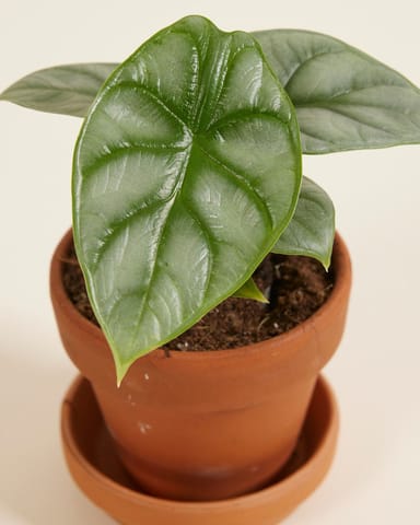 Baby Alocasia Olifantsoor Silver Dragon