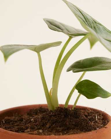 Baby Alocasia Olifantsoor Silver Dragon