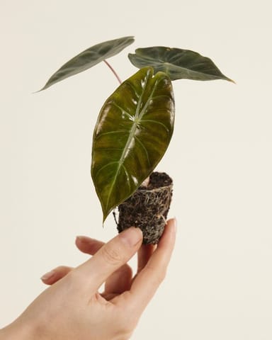 Baby Alocasia Elefantenohr Pink Dragon