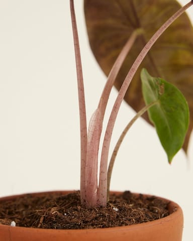 Baby Alocasia Elefantenohr Pink Dragon