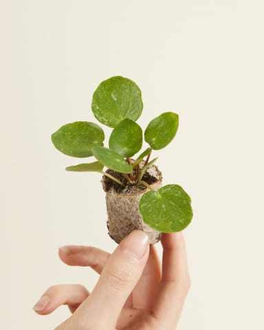 Bébé Pilea Peperomioides Plante à monnaie chinoise Sugar®