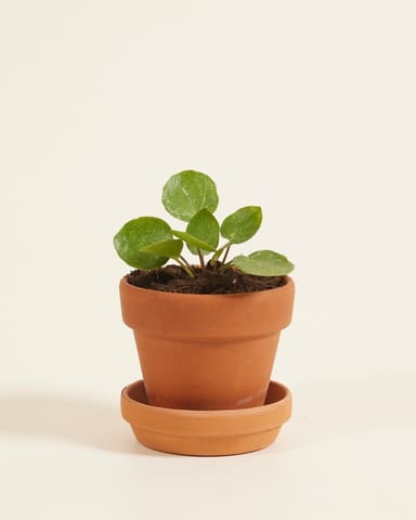 Bébé Pilea Peperomioides Plante à monnaie chinoise Sugar®