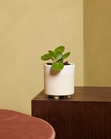Bébé Pilea Peperomioides Plante à monnaie chinoise Sugar®