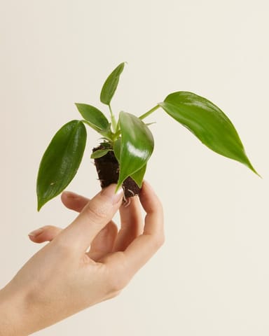 Baby Philodendron Florida Green