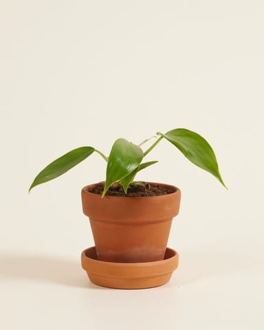 Baby Philodendron Florida Green