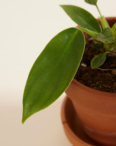 Baby Philodendron Florida Green