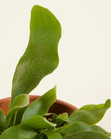 Bébé Platycerium Corne d'élan Bifurcatum