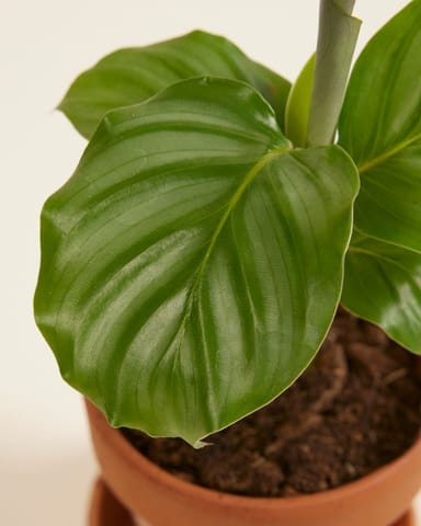 Baby Calathea Pfeilwurze Orbifolia