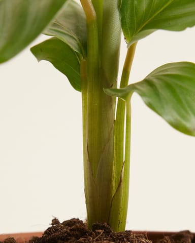 Baby Calathea Pfeilwurze Orbifolia