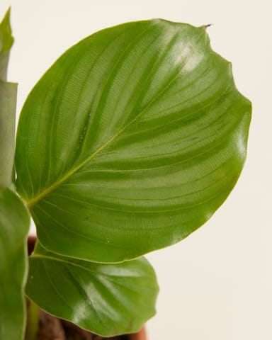 Baby Calathea Pfeilwurze Orbifolia