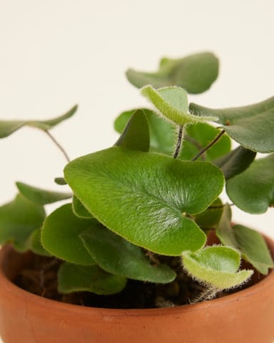 Baby Hemionitis Arifolia