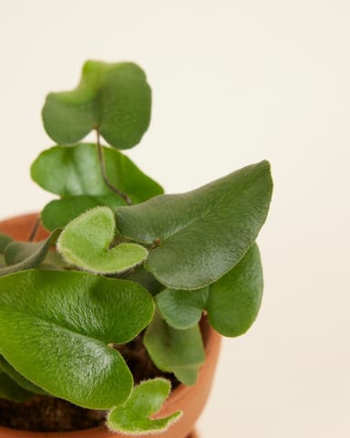 Baby Hemionitis Arifolia