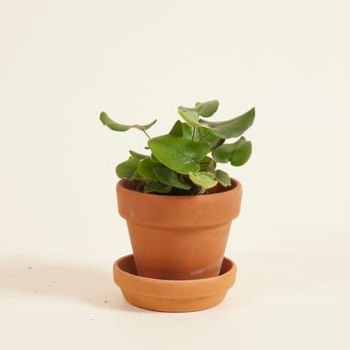 Baby Hemionitis Arifolia