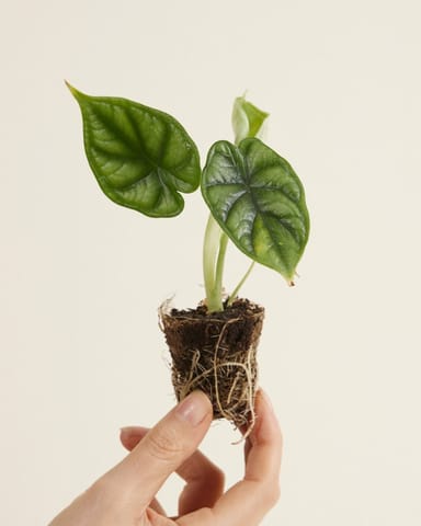 Baby Alocasia Elefantenohr Dragon Scale