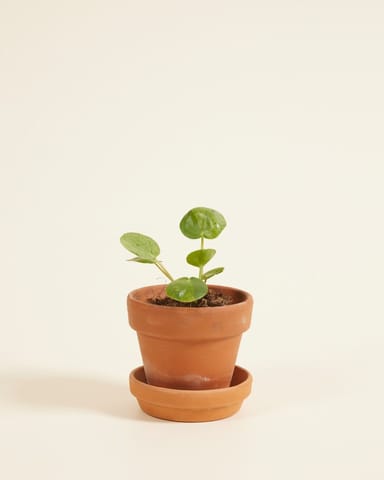 Baby Pilea Peperomioides Ufopflanze Mojito®