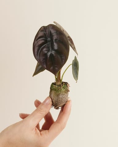Bébé Alocasia Oreille d'éléphant Red Secret