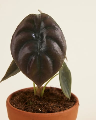 Bébé Alocasia Oreille d'éléphant Red Secret