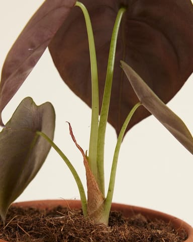 Bébé Alocasia Oreille d'éléphant Red Secret