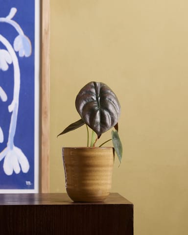 Bébé Alocasia Oreille d'éléphant Red Secret