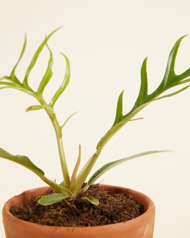 Baby Philodendron Tortum