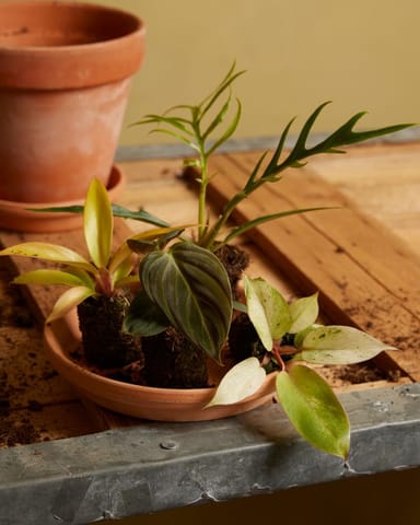 Baby Philodendron Tortum