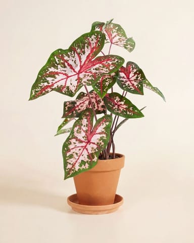Baby Caladium Caladio Caladium Tuber - Carolyn Whorton