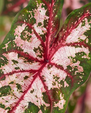 Baby Caladium Caladio Caladium Tuber - Carolyn Whorton
