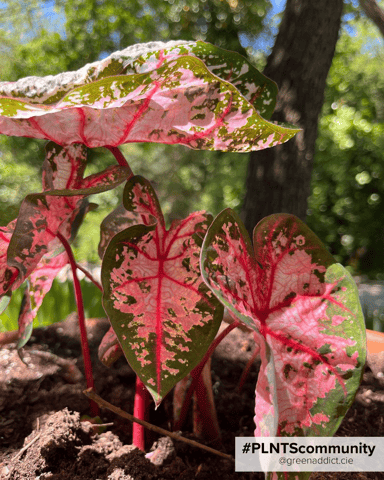 Baby Caladium Caladio Caladium Tuber - Carolyn Whorton