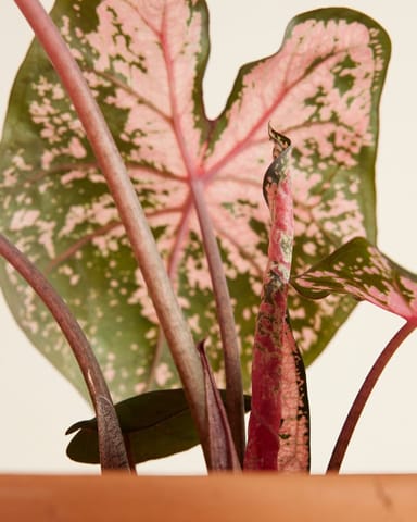 Baby Caladium Kaladie Caladium Tuber - Pink Beauty