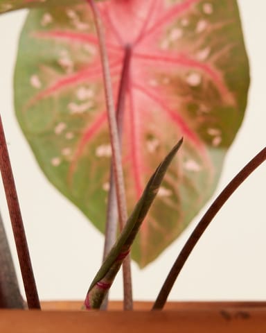 Baby Caladium Caladio Caladium Tuber - Red Flash