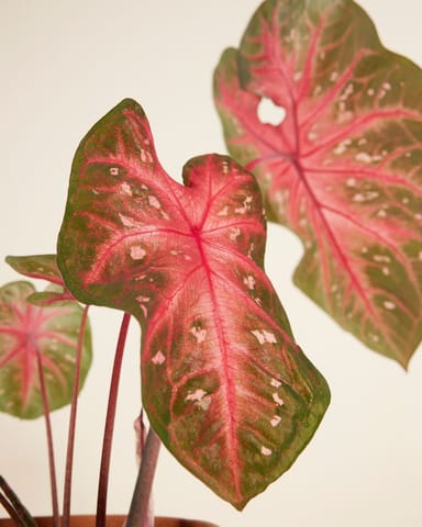 Baby Caladium Caladio Caladium Tuber - Red Flash