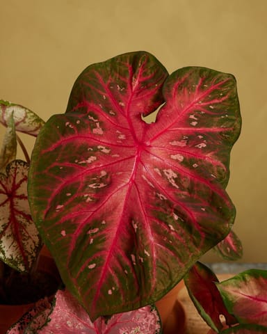 Baby Caladium Caladio Caladium Tuber - Red Flash