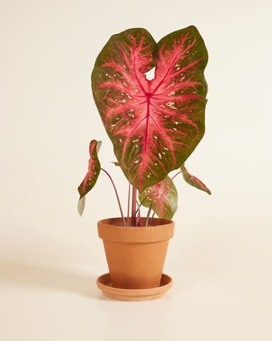 Baby Caladium Caladio Caladium Tuber - Red Flash