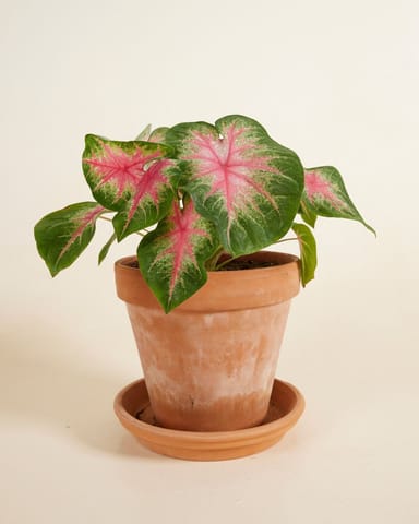 Baby Caladium Angel wings Caladium Knol - Rosebud